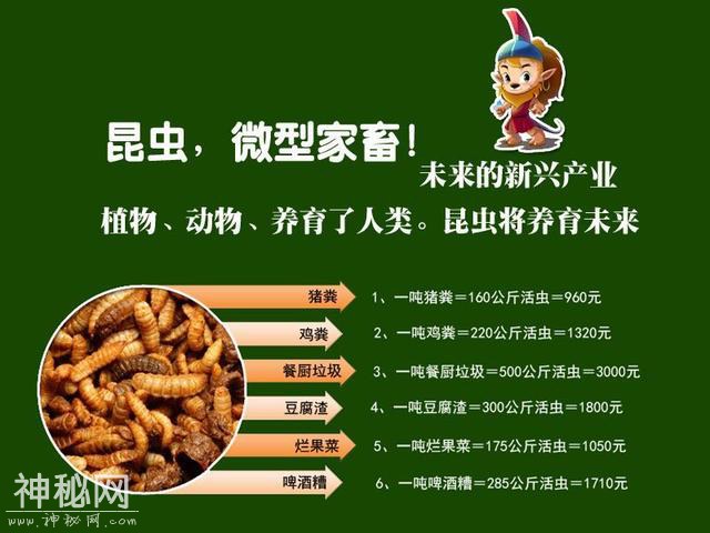 黑水虻鲜虫投喂各种动物的经验：活虫投喂各类动物的使用量及方法-4.jpg