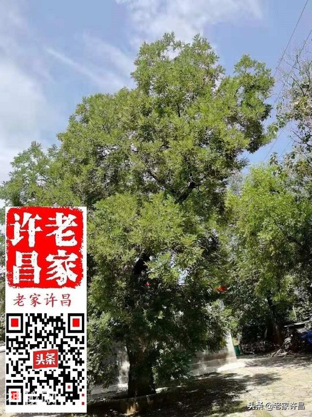 挖出古墓群的禹州此村，究竟埋着多少谜团？-6.jpg