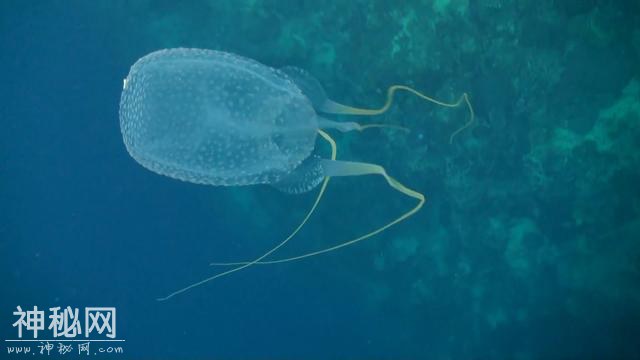 5种从没见过的海洋生物，第四个长相太奇怪了-3.jpg