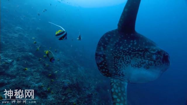 5种从没见过的海洋生物，第四个长相太奇怪了-1.jpg