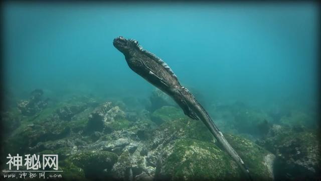 5种从没见过的海洋生物，第四个长相太奇怪了-4.jpg