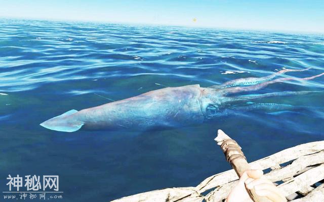 5种从没见过的海洋生物，第四个长相太奇怪了-6.jpg