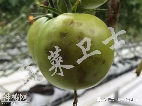 新型病毒—番茄褐色皱纹果病毒列入通缉名单-7.jpg