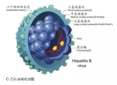 专攻人类的DNA型病毒！乙肝竟是人类传染病史“头号天敌”？-3.jpg