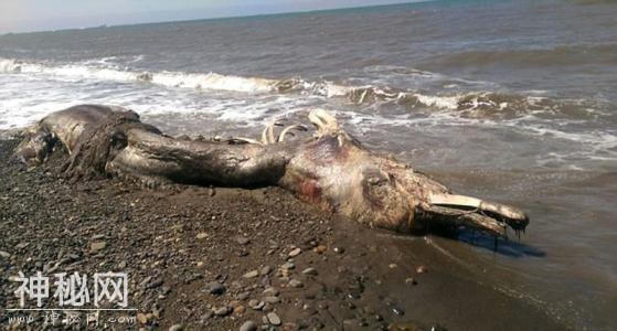 俄罗斯库页岛海岸的海怪尸体，面相狰狞，有可能是史前生物-1.jpg