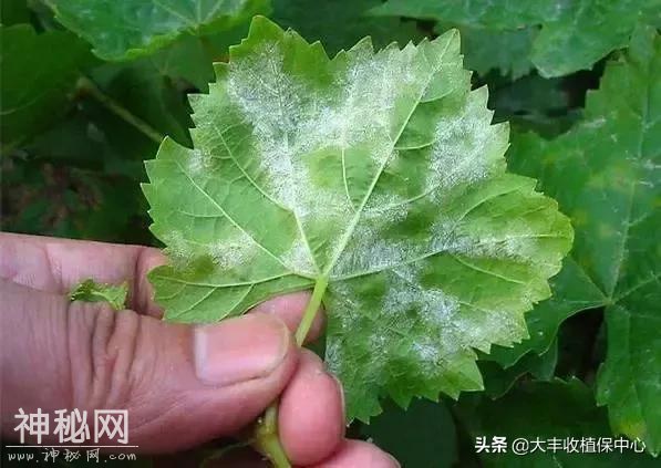 这类杀菌剂有200年历史，真菌细菌兼杀，效果突出，却一直被误解-1.jpg