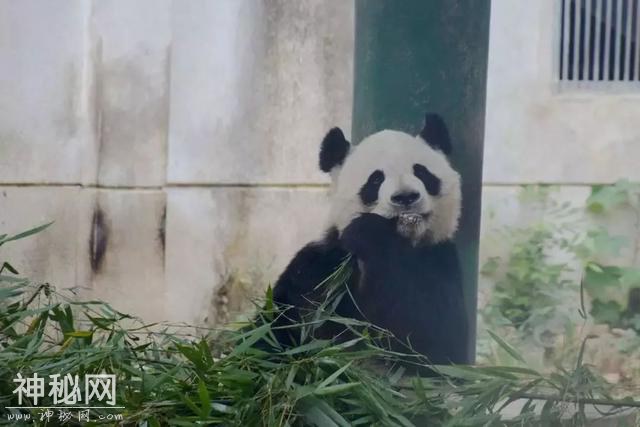 西南最大动物世界，熊猫、长颈鹿、斑马、鸵鸟…3000多只动物任你看-5.jpg