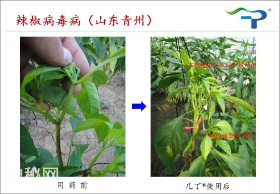 病毒病的前世今生及其防治-12.jpg