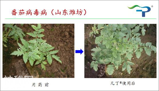 病毒病的前世今生及其防治-9.jpg