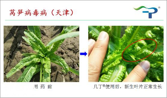 病毒病的前世今生及其防治-16.jpg