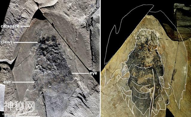 惊喜！加拿大出土5.06亿年前海洋生物完整化石-1.jpg