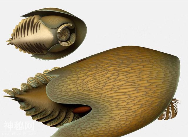 惊喜！加拿大出土5.06亿年前海洋生物完整化石-2.jpg