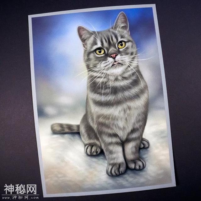 想用彩铅画超写实动物？不会毛发处理的话 看看这组狗狗和猫咪图-10.jpg