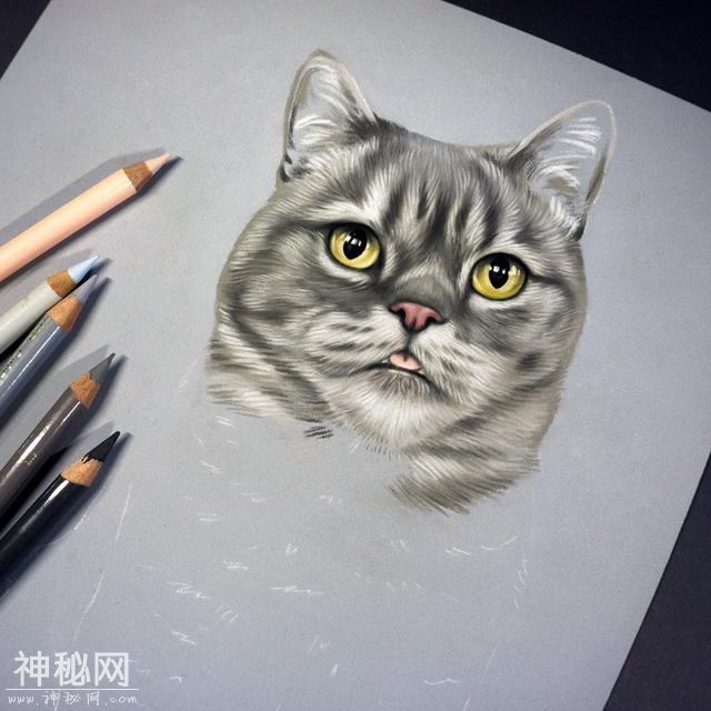 想用彩铅画超写实动物？不会毛发处理的话 看看这组狗狗和猫咪图-19.jpg