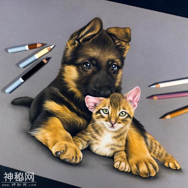 想用彩铅画超写实动物？不会毛发处理的话 看看这组狗狗和猫咪图-24.jpg