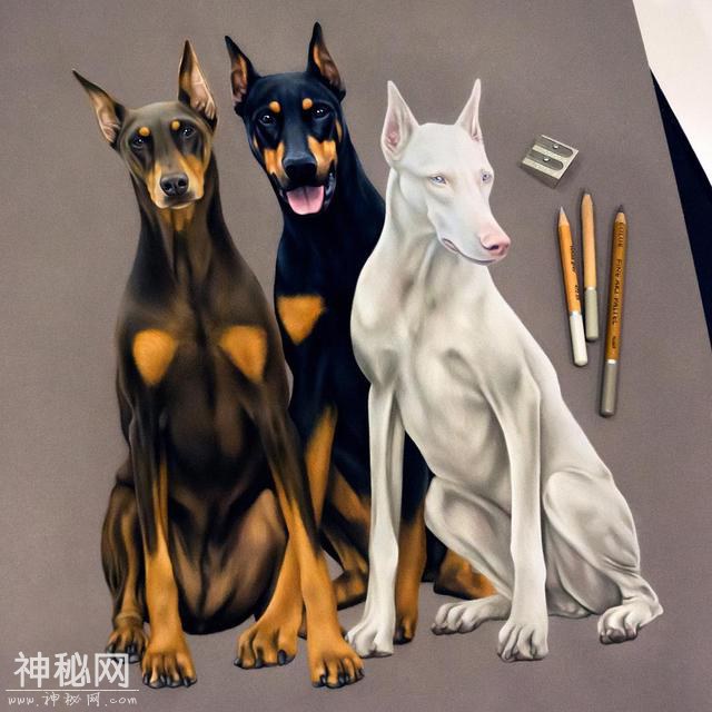 想用彩铅画超写实动物？不会毛发处理的话 看看这组狗狗和猫咪图-26.jpg