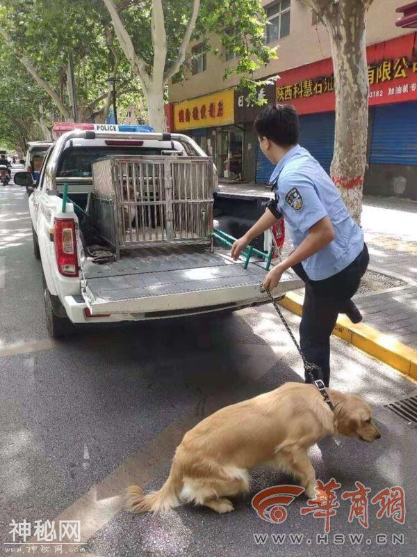 西安264个动物狂犬病免疫注射点提供免费疫苗 不收取任何费用-1.jpg