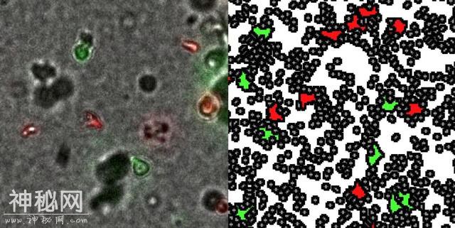 3D组织定量培养分析，揭示HIV病毒在细胞间接触传播-1.jpg