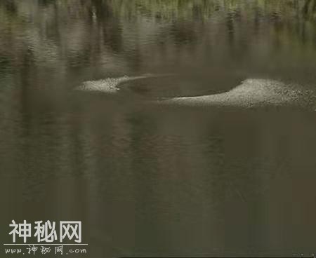 西藏文部湖出没神秘生物，鱼头牛身捕杀牦牛，专家推测为史前生物-3.jpg