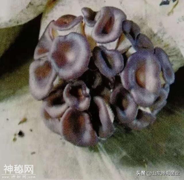 平菇病毒病的症状与防治方法-1.jpg