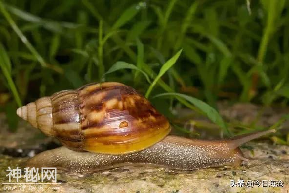 海沧人注意啦！小区出现这种生物会传播结核病和致命脑膜炎！-28.jpg