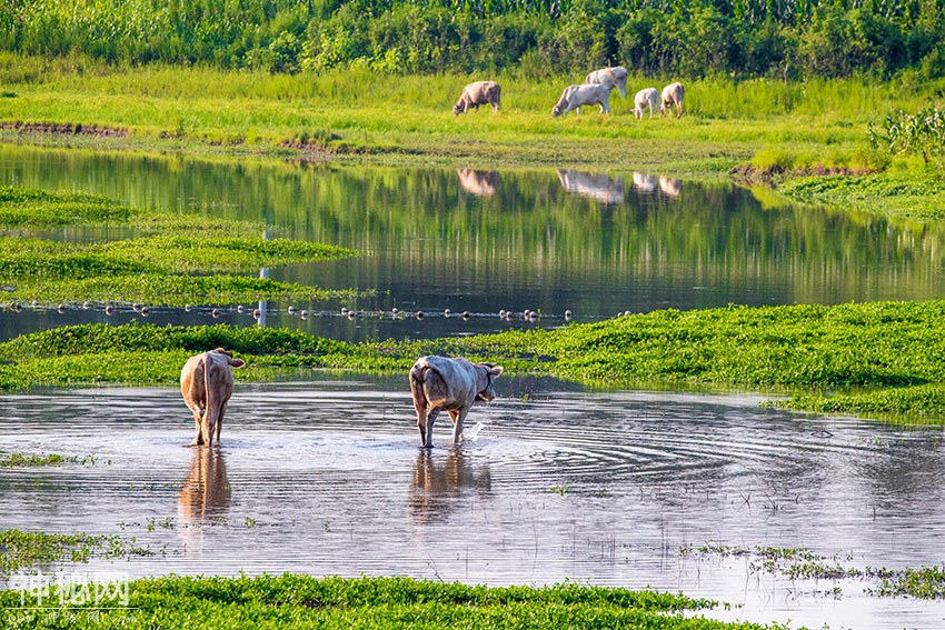 传说这里经常出“水怪”，被列“世界十大水怪”之一，你知道在哪-9.jpg