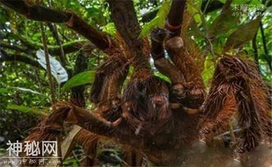 世界上超级巨型生物，巨蜘蛛竟然能够吃人-2.jpg