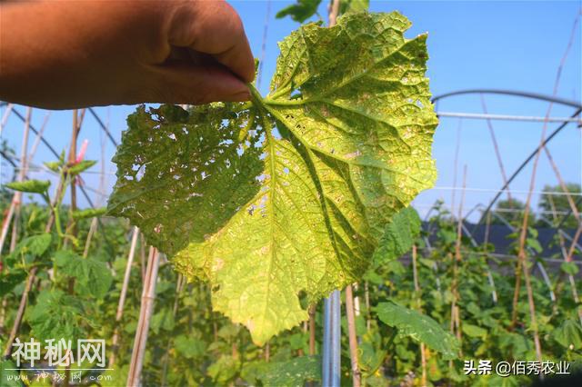 黄瓜叶片呈穿孔状，疑似细菌病害，其实是一种害虫在作怪-5.jpg