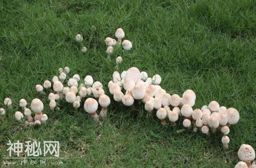 野蘑菇为啥围成圈生长？很多人以为是外星人降临，其实另有原因-4.jpg