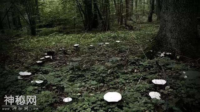 野蘑菇为啥围成圈生长？很多人以为是外星人降临，其实另有原因-2.jpg