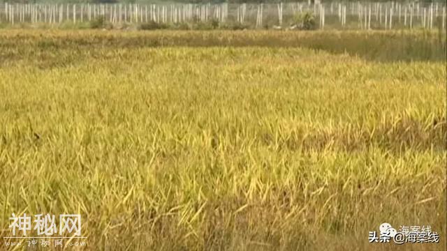 得了怪病的稻谷｜柳州79亩稻田大量减产或颗粒无收，是不是种子有问题？-1.jpg