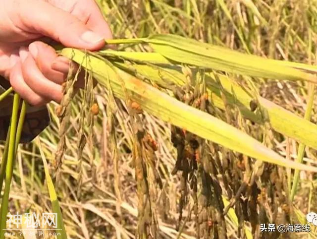 得了怪病的稻谷｜柳州79亩稻田大量减产或颗粒无收，是不是种子有问题？-7.jpg