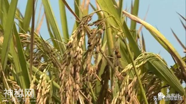 得了怪病的稻谷｜柳州79亩稻田大量减产或颗粒无收，是不是种子有问题？-3.jpg