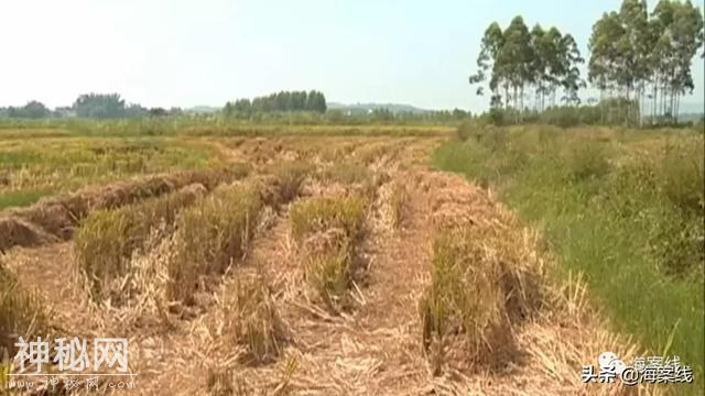 得了怪病的稻谷｜柳州79亩稻田大量减产或颗粒无收，是不是种子有问题？-9.jpg