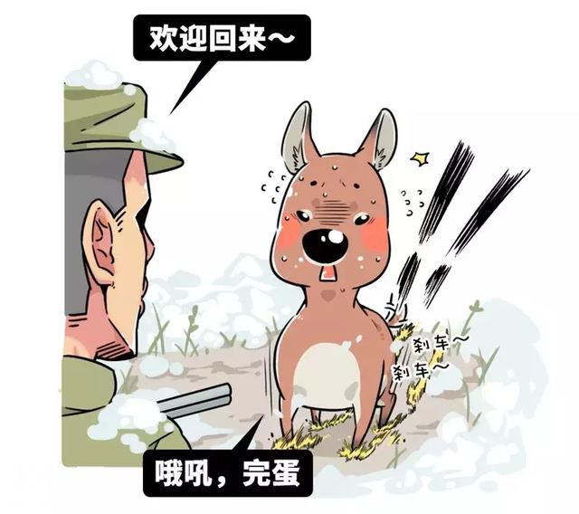 生物界网红三傻：为了适应生存环境，这些动物都变得如此沙雕-17.jpg