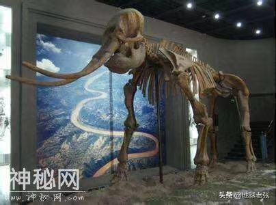 史前生物图鉴291——古象-2.jpg