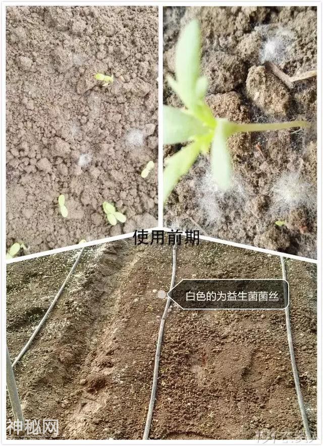 自己制作生物菌肥，不用花钱肥效还好-8.jpg