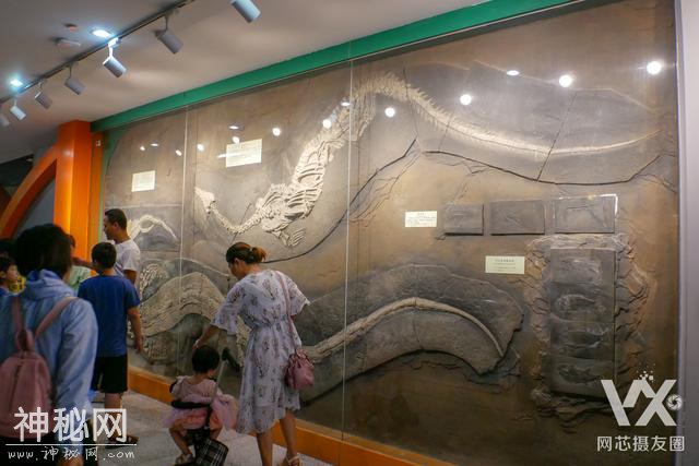 来这 漫步“侏罗纪公园”--河南省地质博物馆（下）-9.jpg