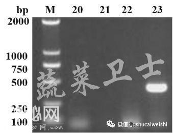 番茄遇上“褪绿病毒病”,你得这么办-7.jpg