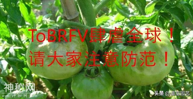 警惕新型病毒ToBRFV（番茄褐色皱纹果病毒）-2.jpg