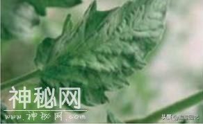 警惕新型病毒ToBRFV（番茄褐色皱纹果病毒）-6.jpg