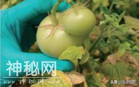 警惕新型病毒ToBRFV（番茄褐色皱纹果病毒）-10.jpg