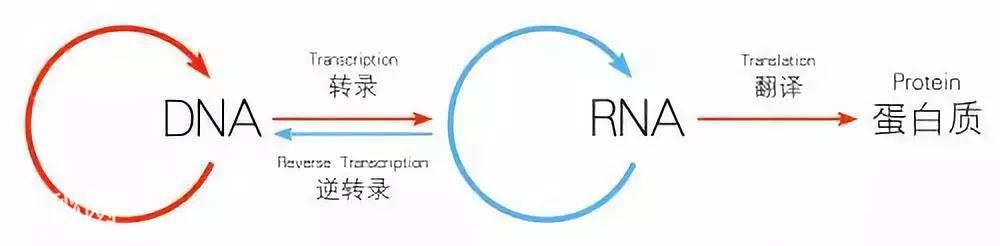 发现62年，两获诺奖，这次，人类终于要攻克无药可医的朊病毒感染-6.jpg