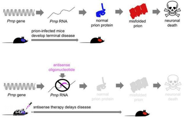 发现62年，两获诺奖，这次，人类终于要攻克无药可医的朊病毒感染-9.jpg