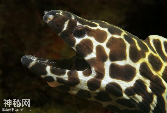 尼斯湖“水怪”最有可能是鳗鱼？！这，还能帮助你吸引异性-2.jpg