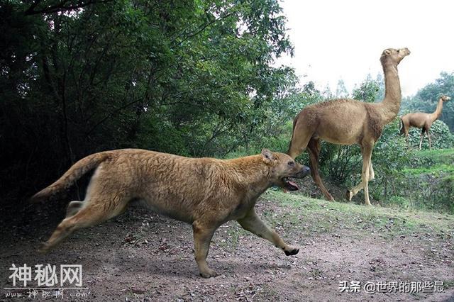 史上最大的犬科动物：比灰狼大一圈，实力比肩剑齿虎-4.jpg