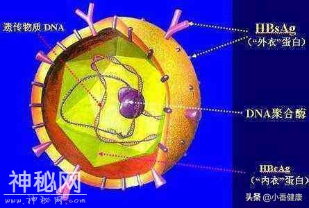 乙肝小三阳注重分型对待，转氨酶反复升高，应结合抗病毒治疗-3.jpg