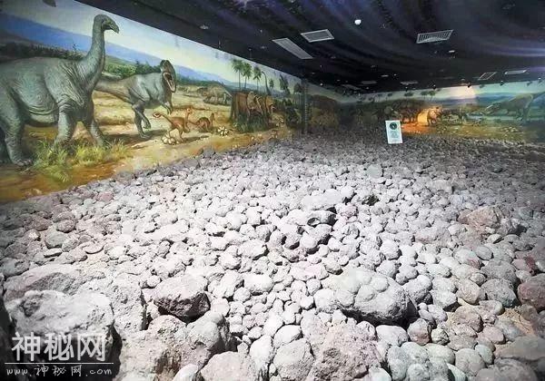 河源小学生发现恐龙蛋引亿万人围观！网友：中国地质大学欢迎你-15.jpg