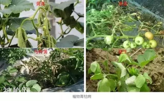 高温高湿！！！细菌病害难治不住？这些药你都知道吗？-17.jpg