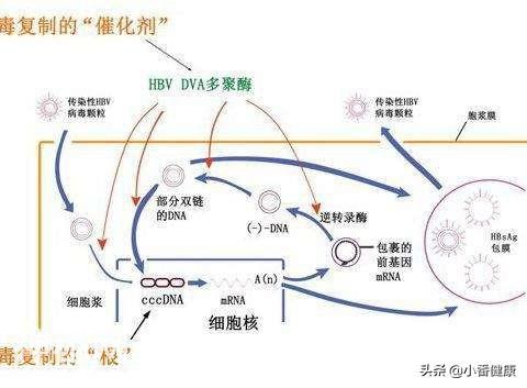 乙肝小三阳注意营养平衡，明显症状及指标异常，要参照抗病毒标准-5.jpg